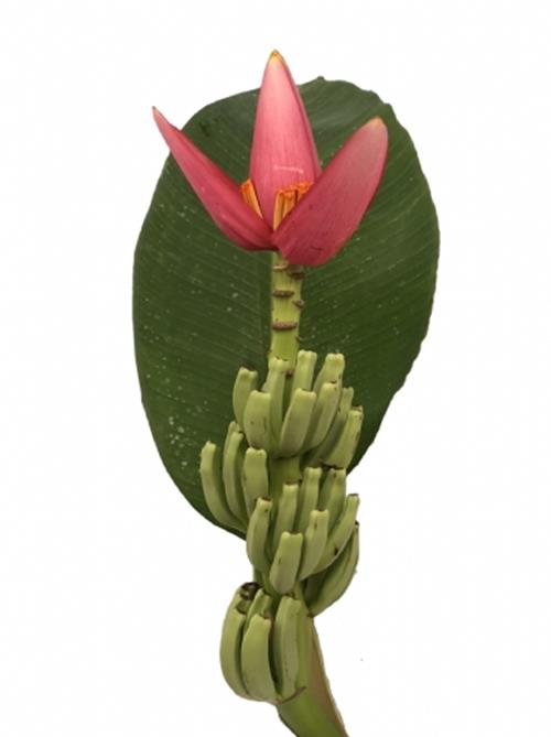 MUSA REINA  HOT PINK BANANA FLOWER